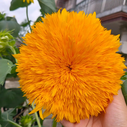 Sunflower 'Toy Bear' Seeds