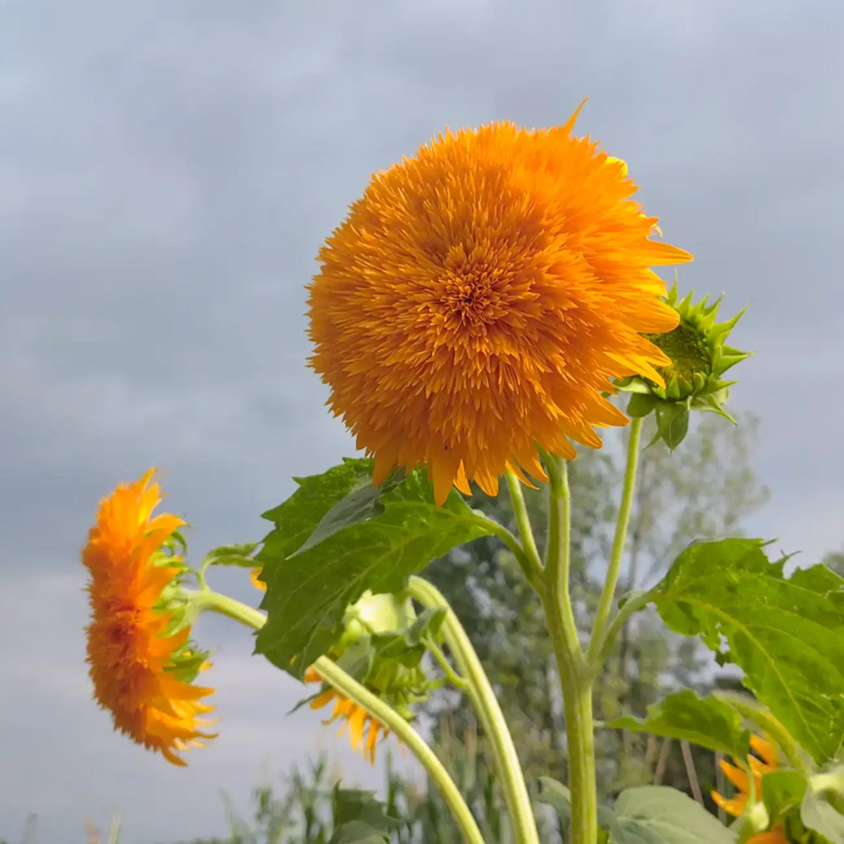 Sunflower 'Toy Bear' Seeds