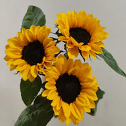 Sunflower 'Vincent Black Heart' Seeds