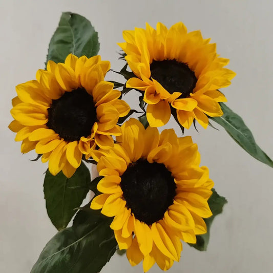 Sunflower 'Vincent Black Heart' Seeds