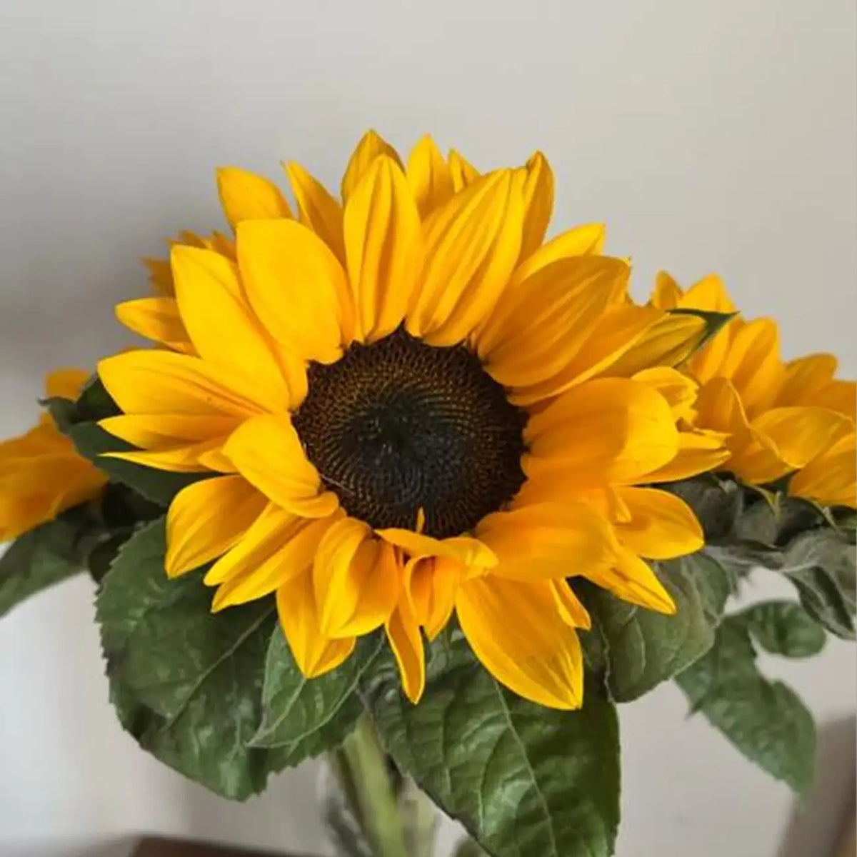 Sunflower 'Vincent Black Heart' Seeds