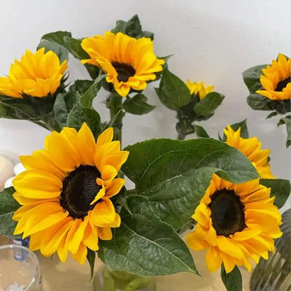 Sunflower 'Vincent Black Heart' Seeds