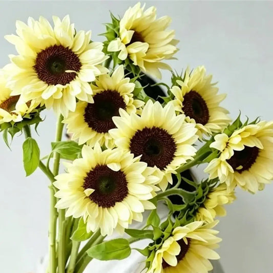 Sunflower 'White Lover' Seeds