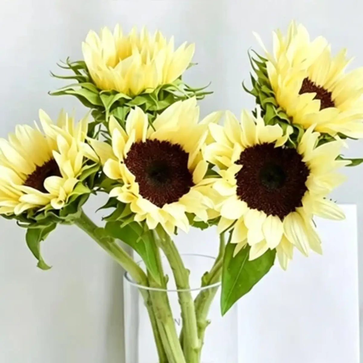 Sunflower 'White Lover' Seeds