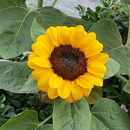 Sunflowers Seeds - Giant Yellow Blooms