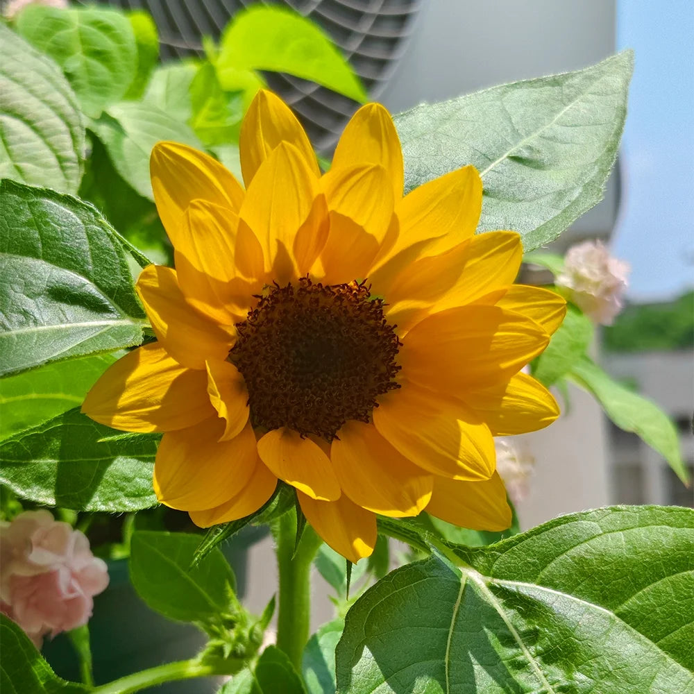 Sunspot Dwarf Sunflower Seeds