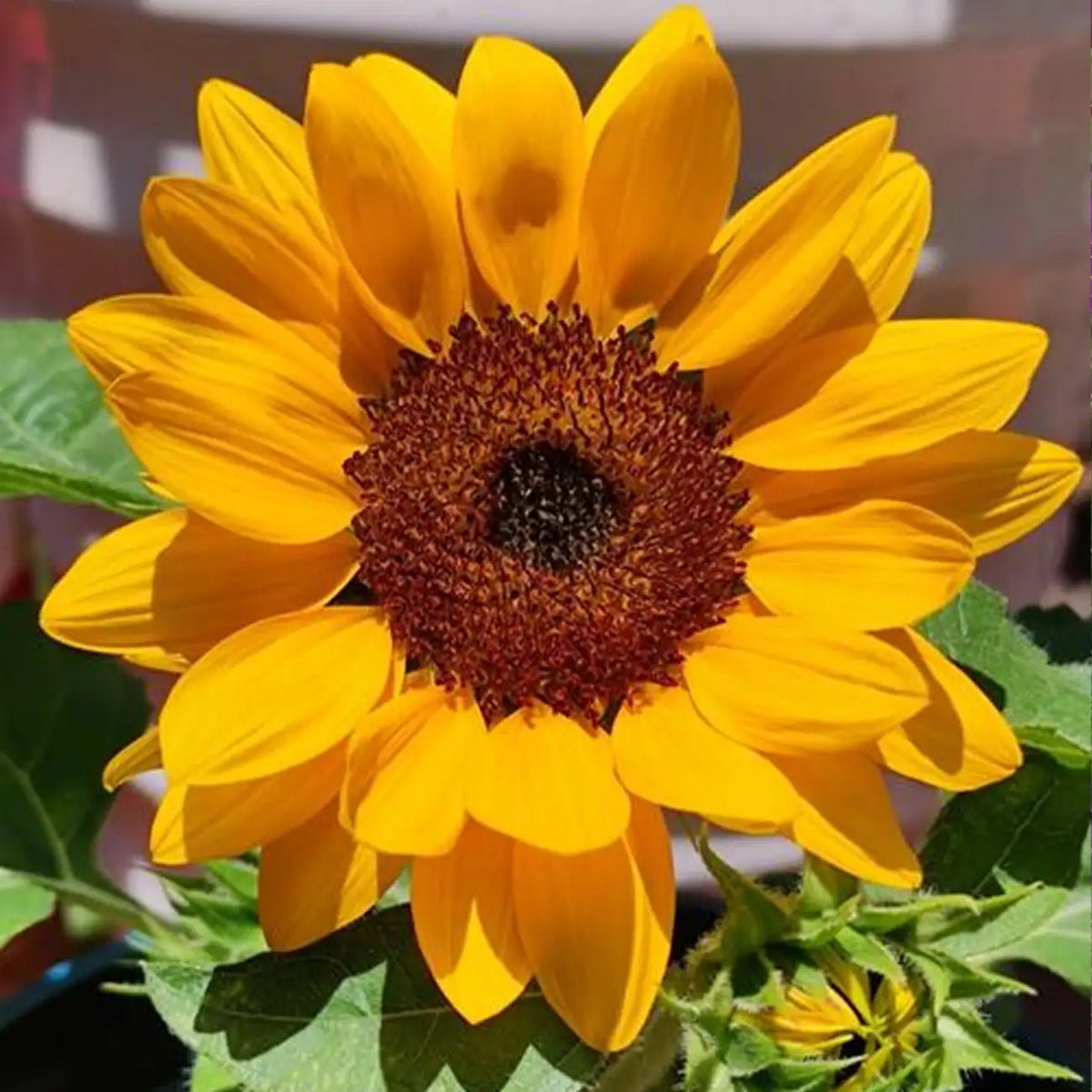Dwarf Sunflower Seeds - Amber Heart