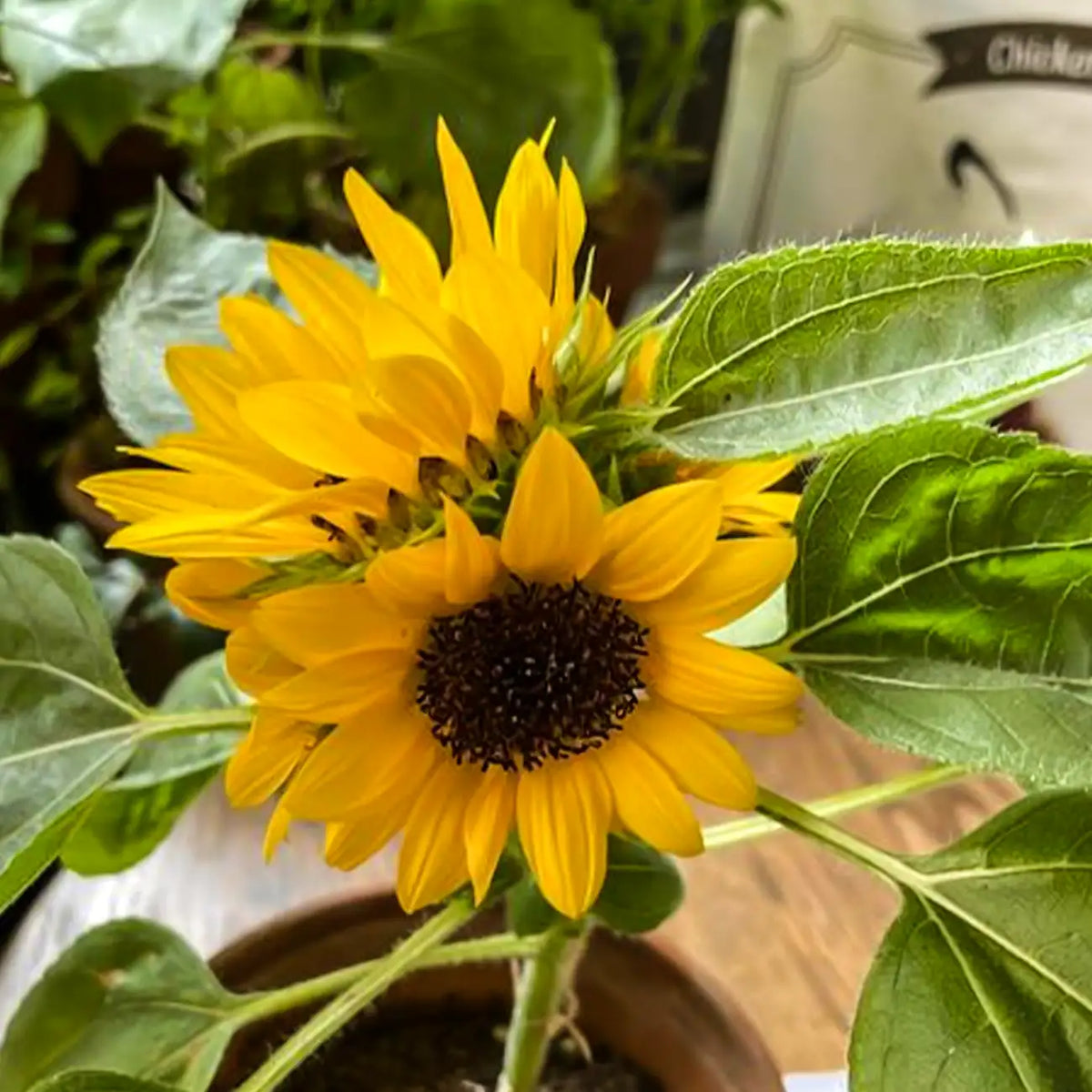 Dwarf Sunflower Seeds - Amber Heart