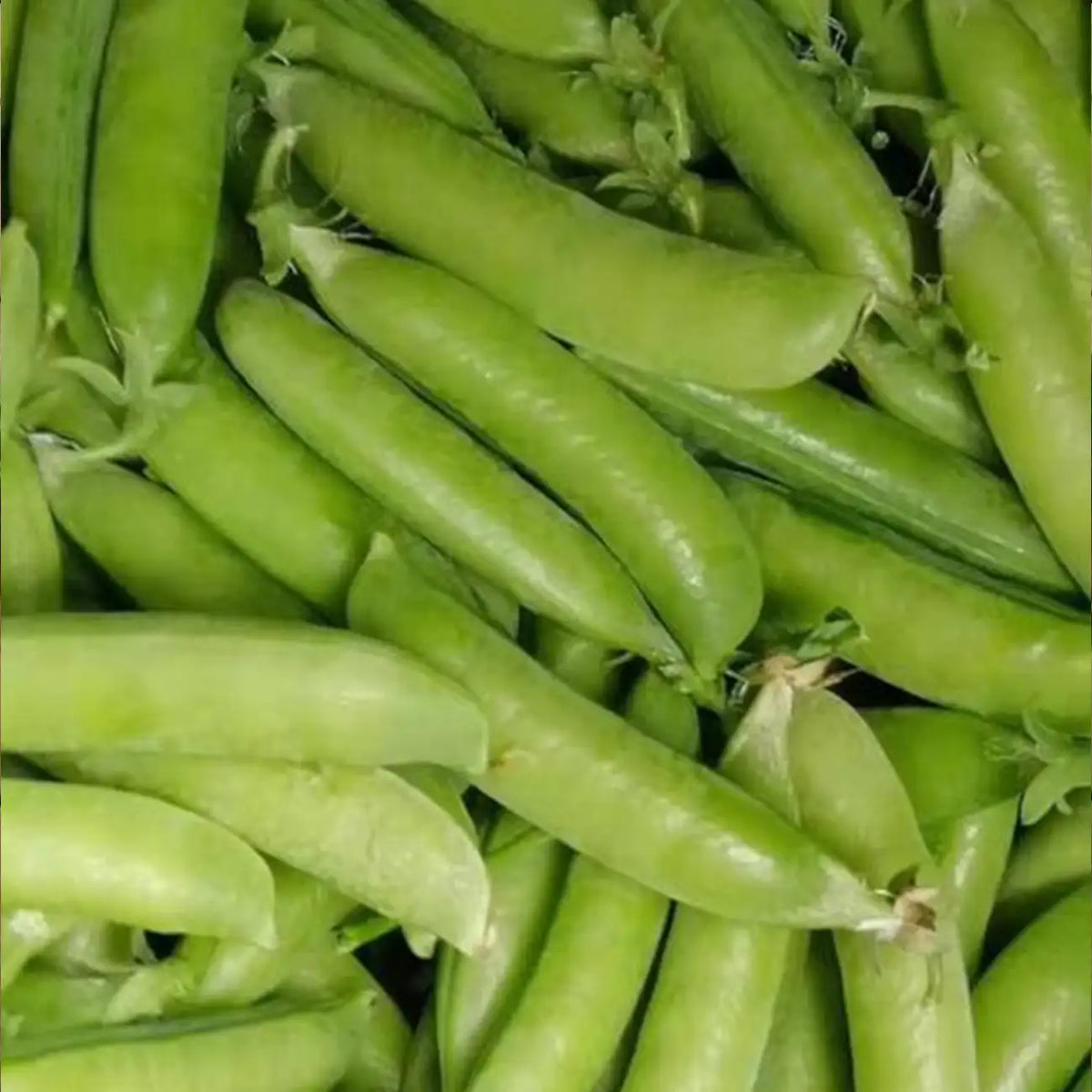 Super Sugar Snap Pea Seeds