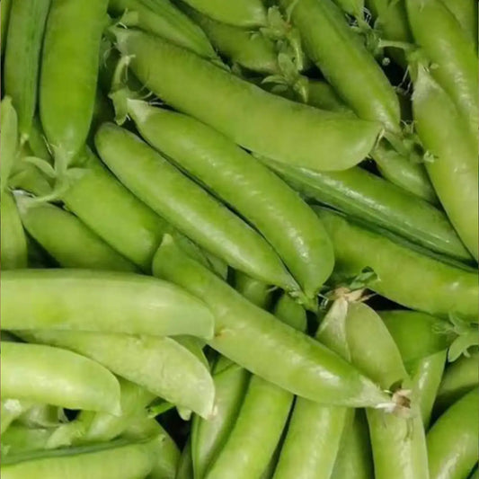 Super Sugar Snap Pea Seeds