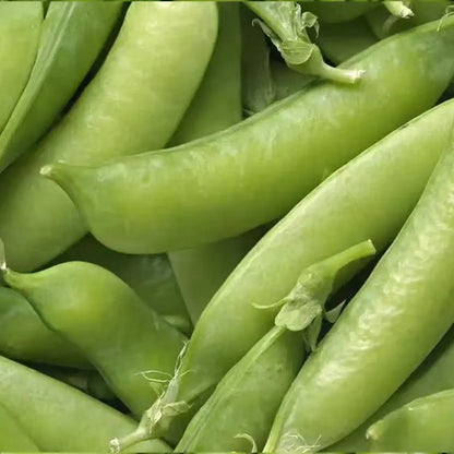 Super Sugar Snap Pea Seeds