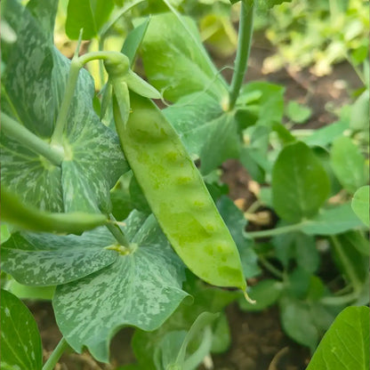Super Sugar Snap Pea Seeds