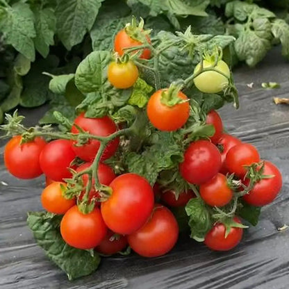 Supersweet 100 Hybrid Cherry Tomato Seeds