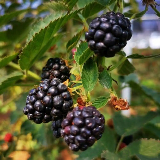 Sweet Giant Blackberry Seeds