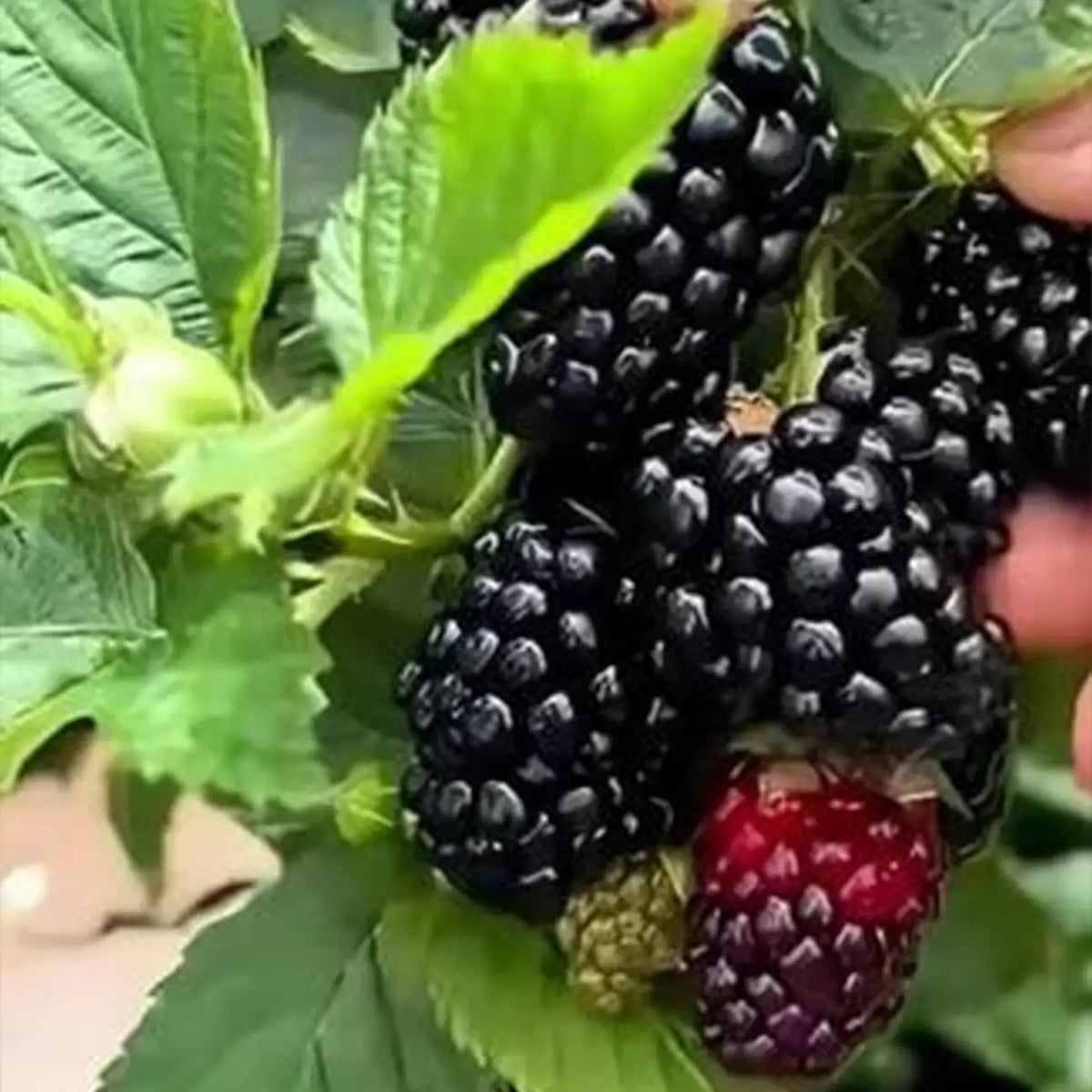 Sweet Giant Blackberry Seeds