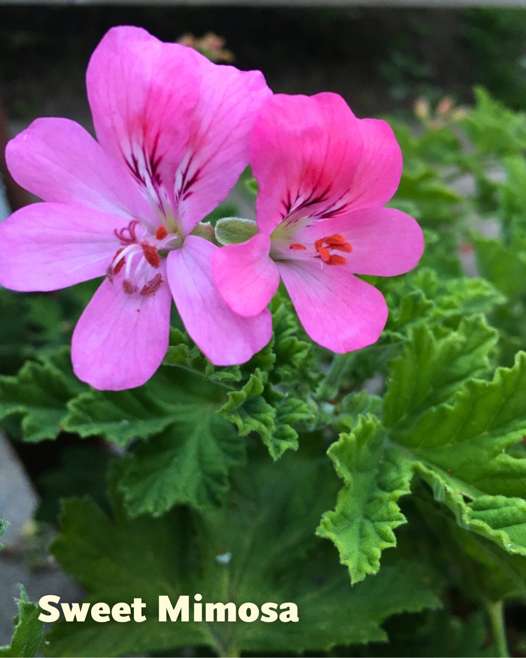 Geraniums - Sunday Brunch - Scented Geraniums