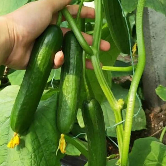 Sweet Success Hybrid Cucumber Seeds