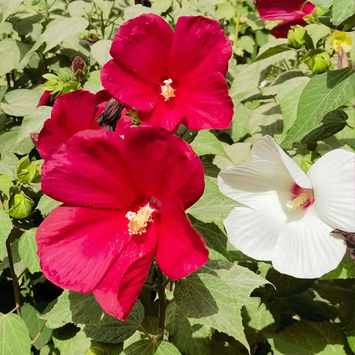 Sweet Sultry Hibiscus Seeds - Mixed Colors