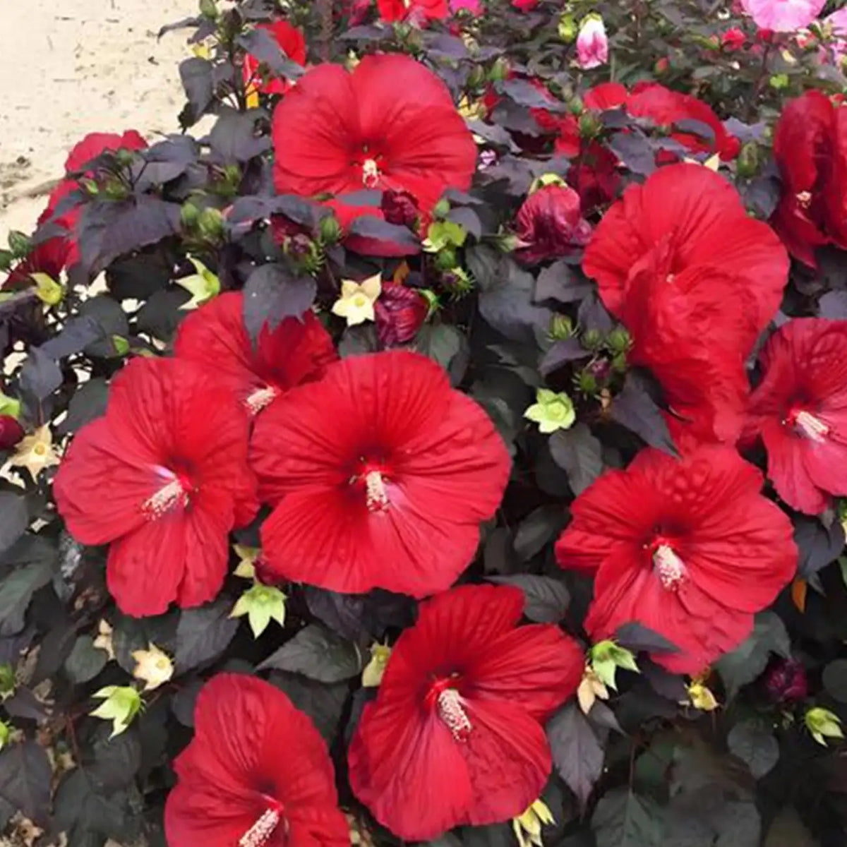 Sweet Sultry Hibiscus Seeds - Mixed Colors