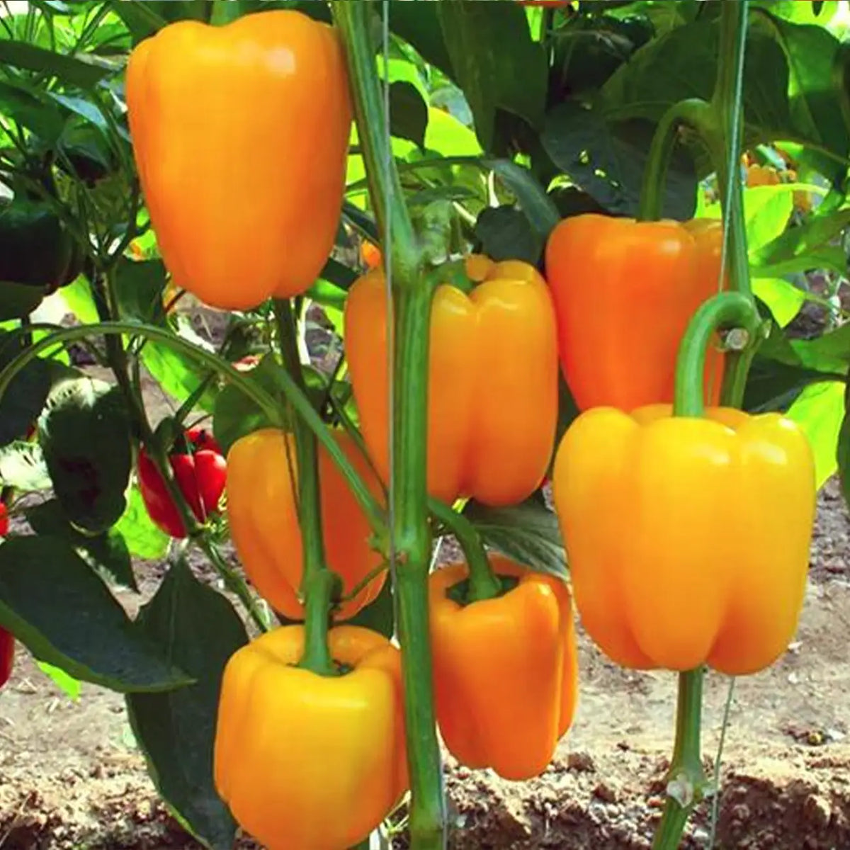 Sweet Bell Pepper Seeds