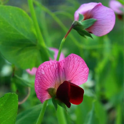 Sweet Peas Seeds Mixed Color