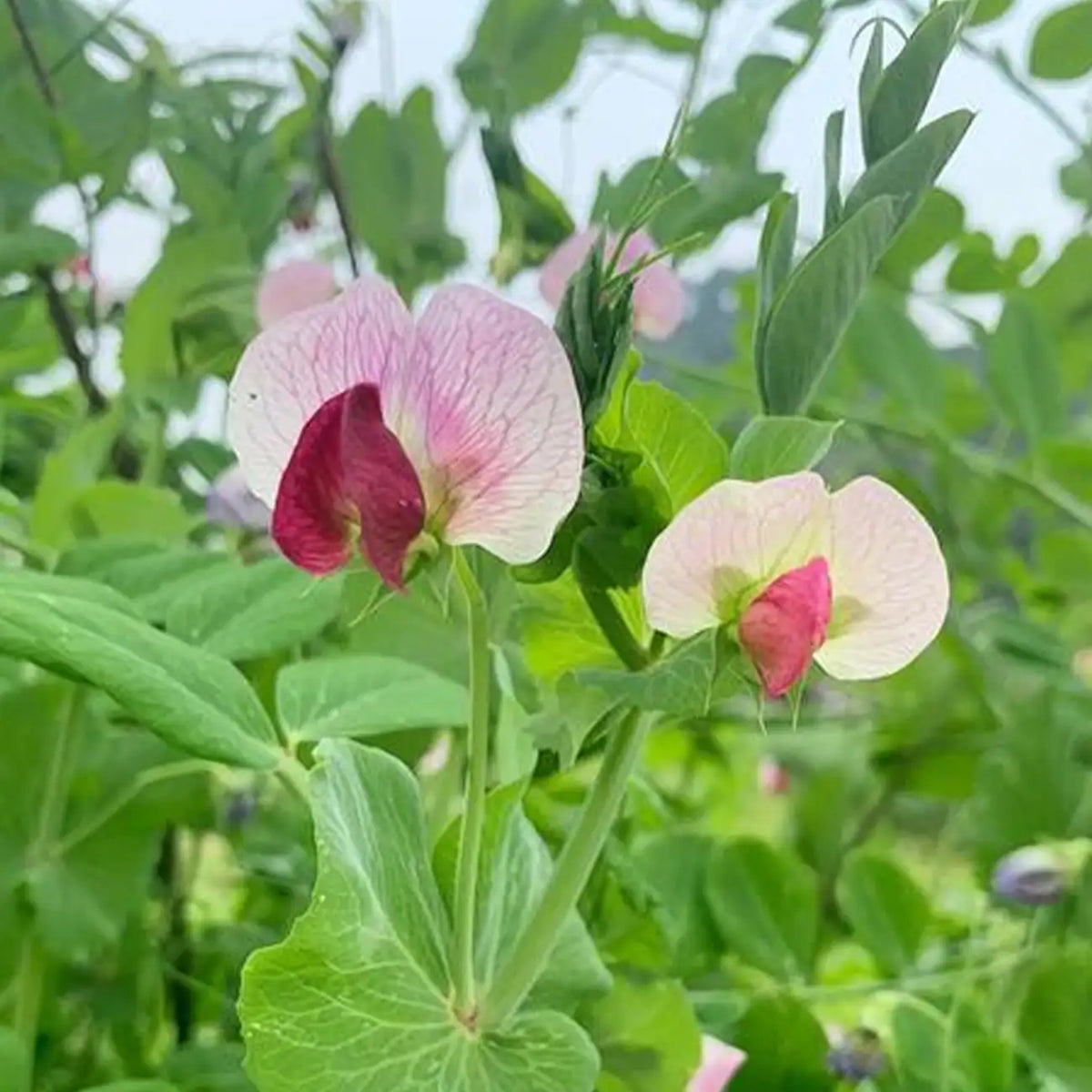 Sweet Peas Seeds Mixed Color