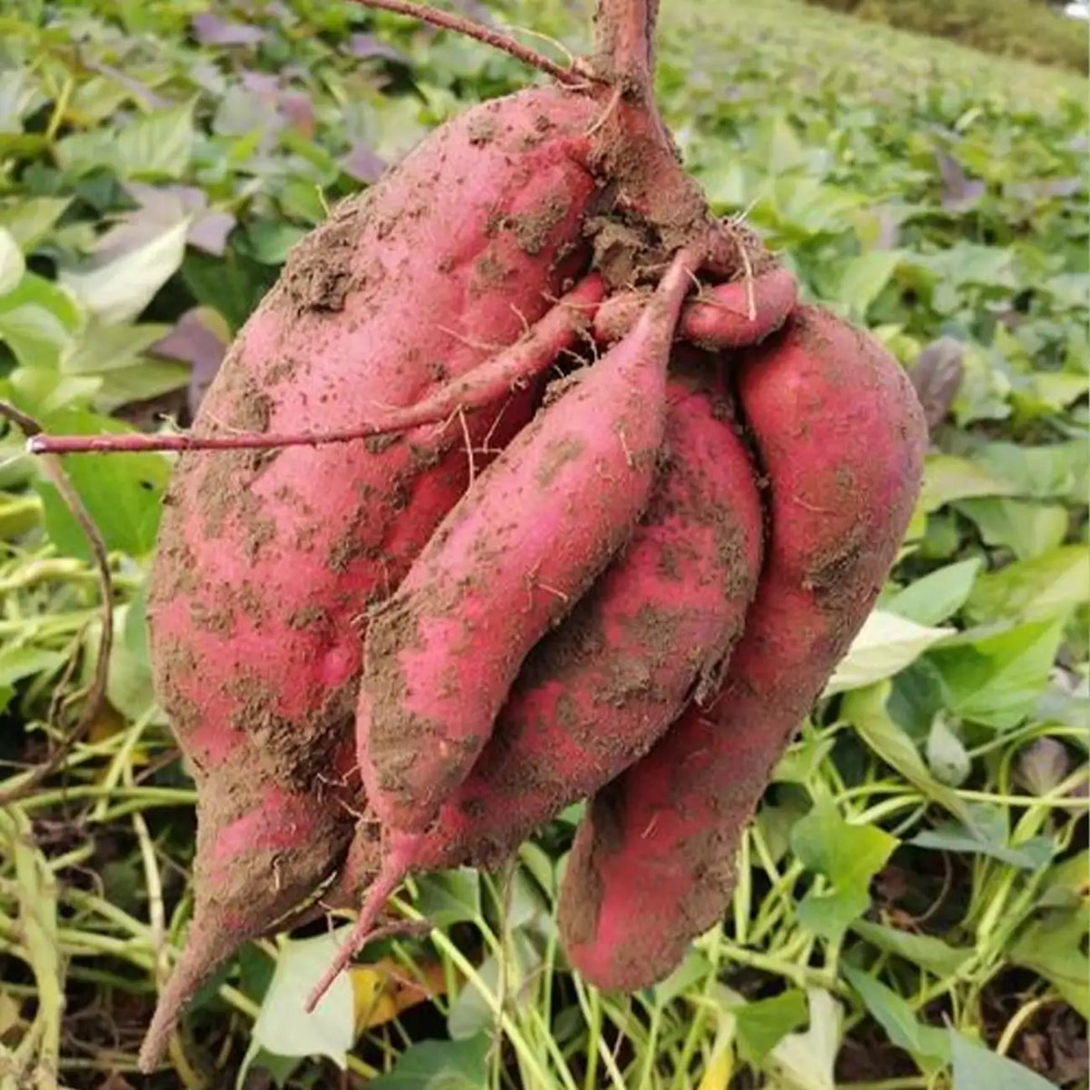 Sweet Potato Seeds