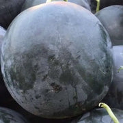 Sweetie Pie Hybrid Watermelon Seeds