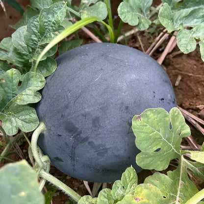 Sweetie Pie Hybrid Watermelon Seeds