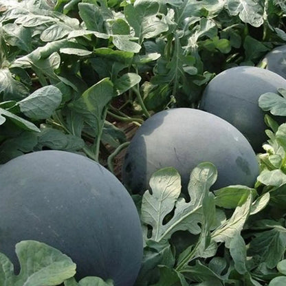 Sweetie Pie Hybrid Watermelon Seeds