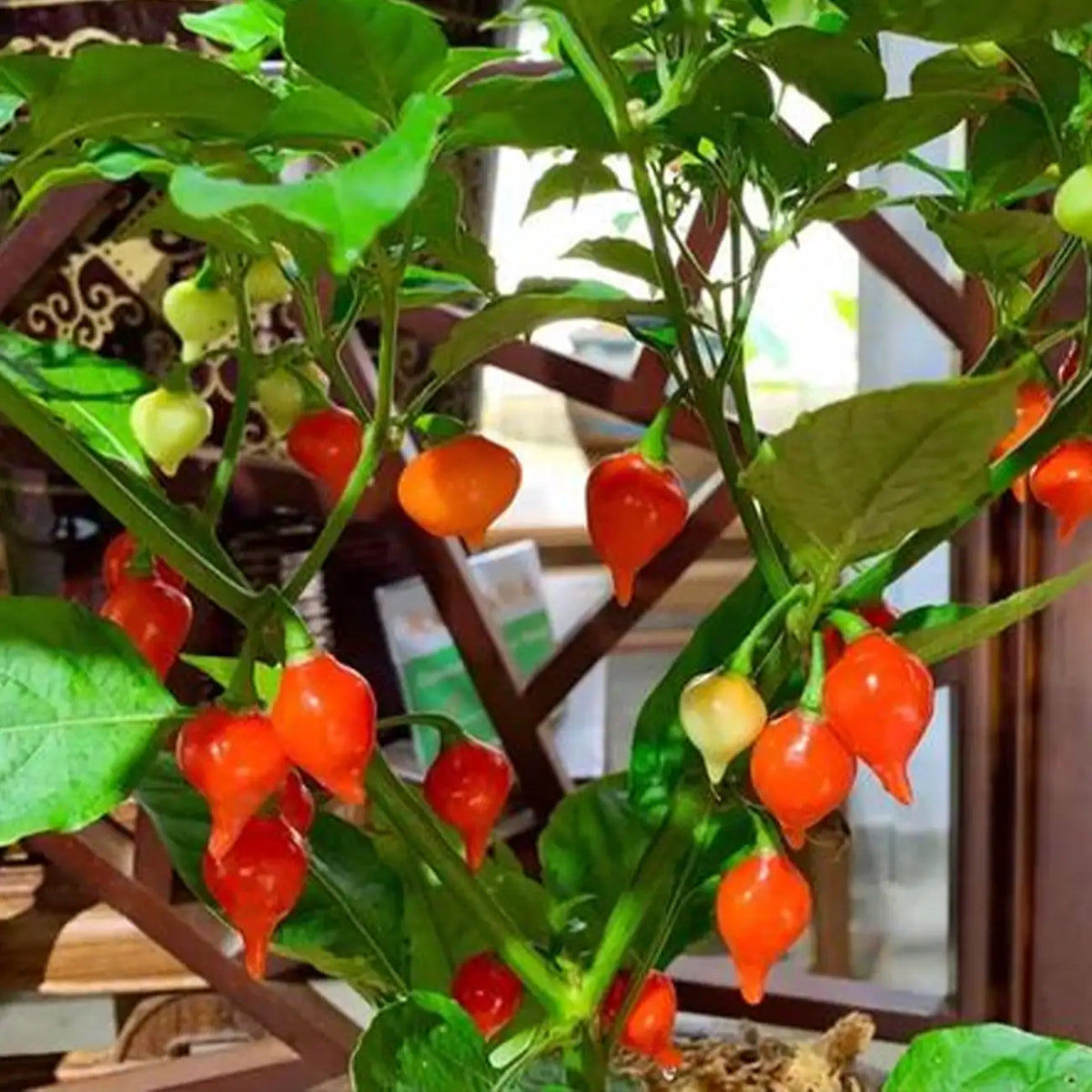 Sweety Drops Pepper Gourmet Vegetable Seeds