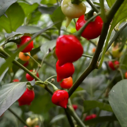 Sweety Drops Pepper Gourmet Vegetable Seeds