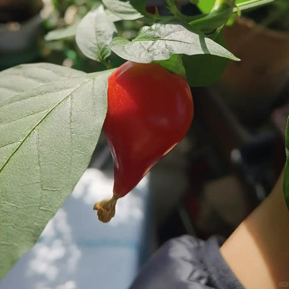 Sweety Drops Pepper Gourmet Vegetable Seeds