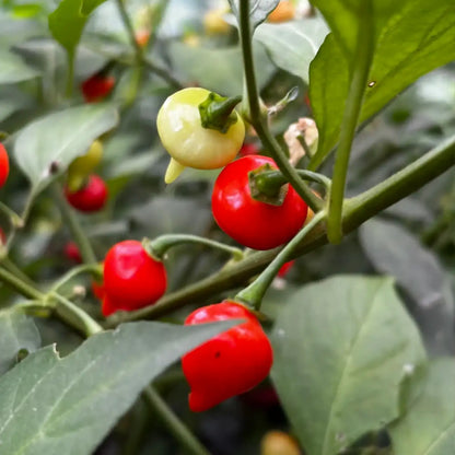 Sweety Drops Pepper Gourmet Vegetable Seeds