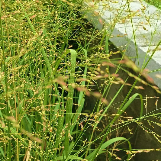 Switchgrass Seeds