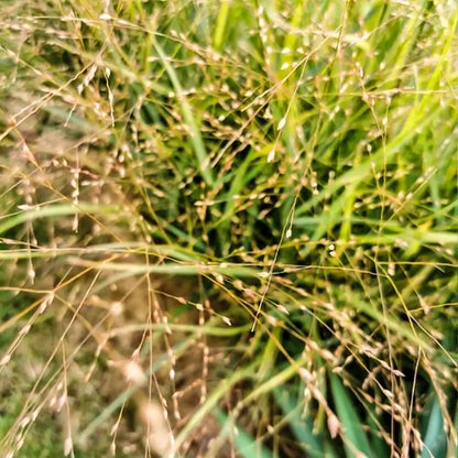 Switchgrass Seeds
