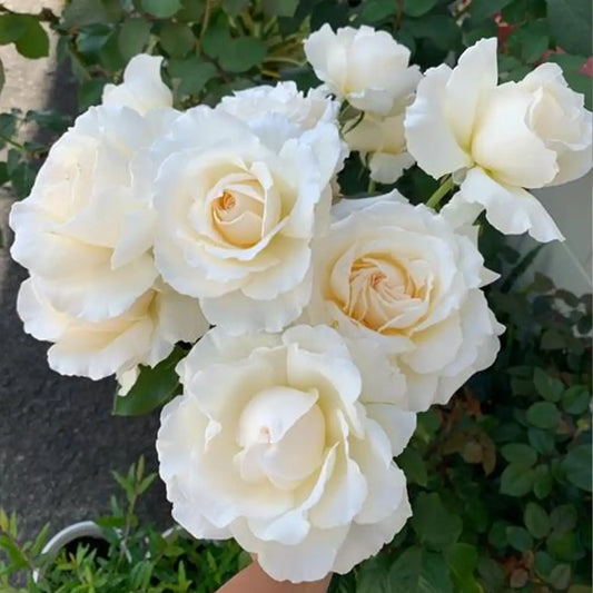 Tannek Rose Seeds