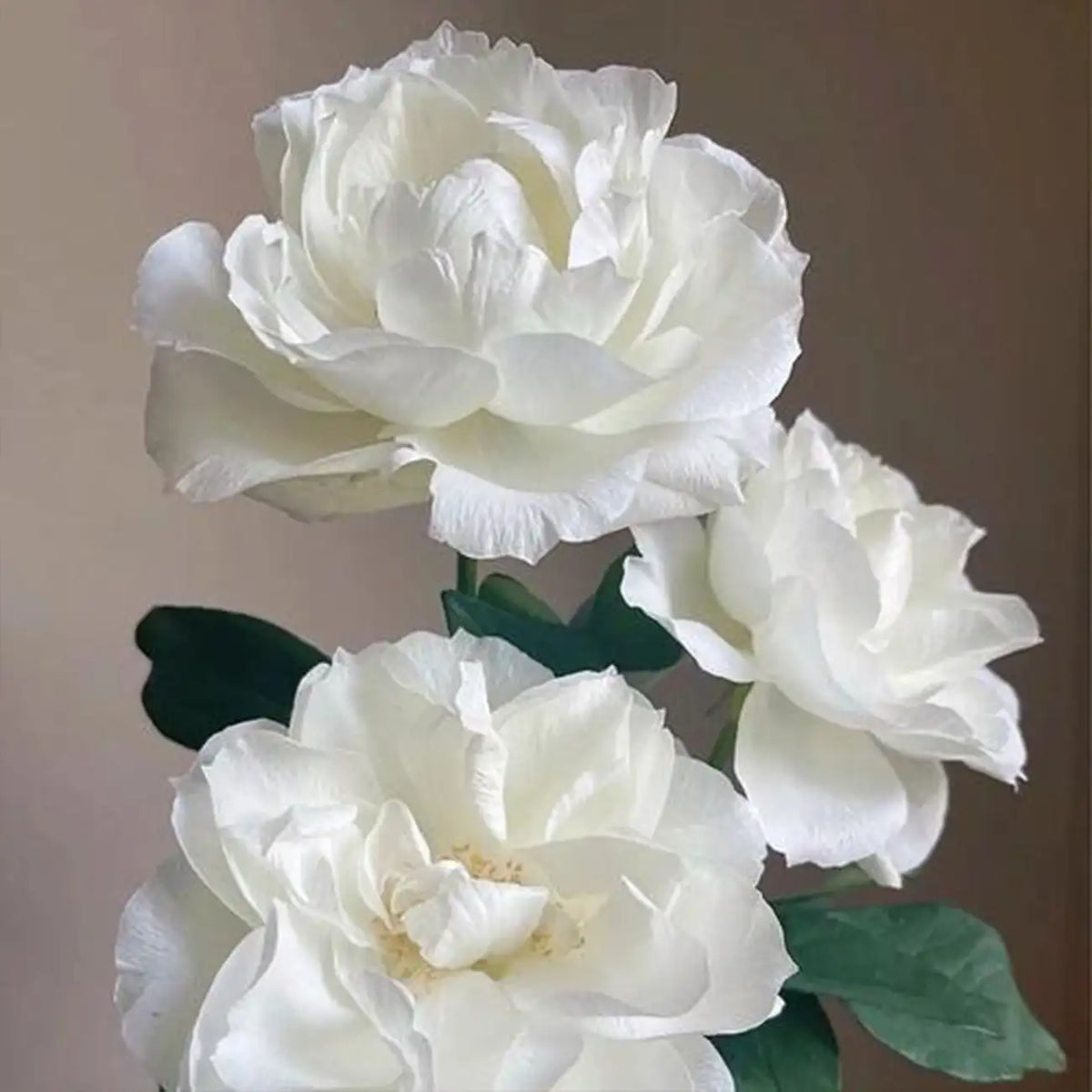 Tannek Rose Seeds