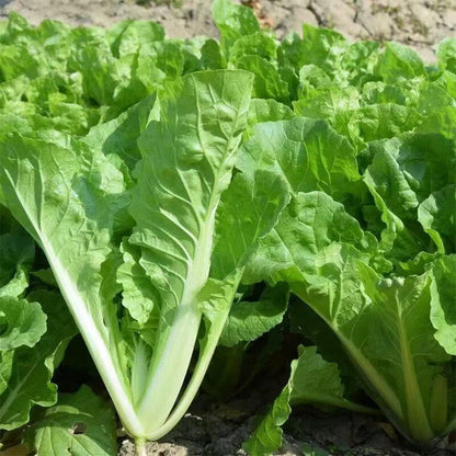 Chinese Cabbage Seeds