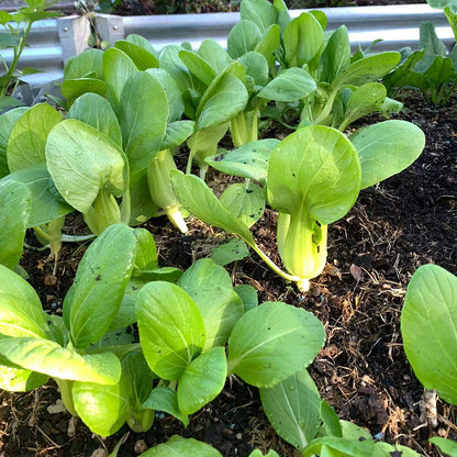 Chinese Cabbage Seeds