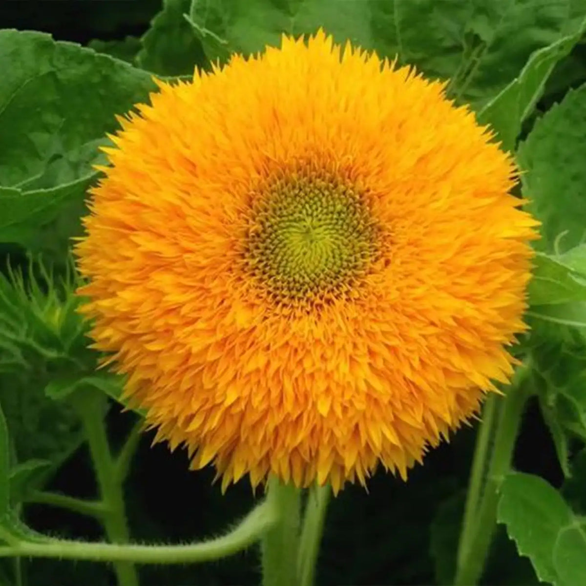 Teddy Bear Sunflower Seeds