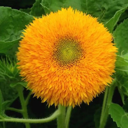 Teddy Bear Sunflower Seeds