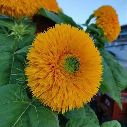 Teddy Bear Sunflower Seeds