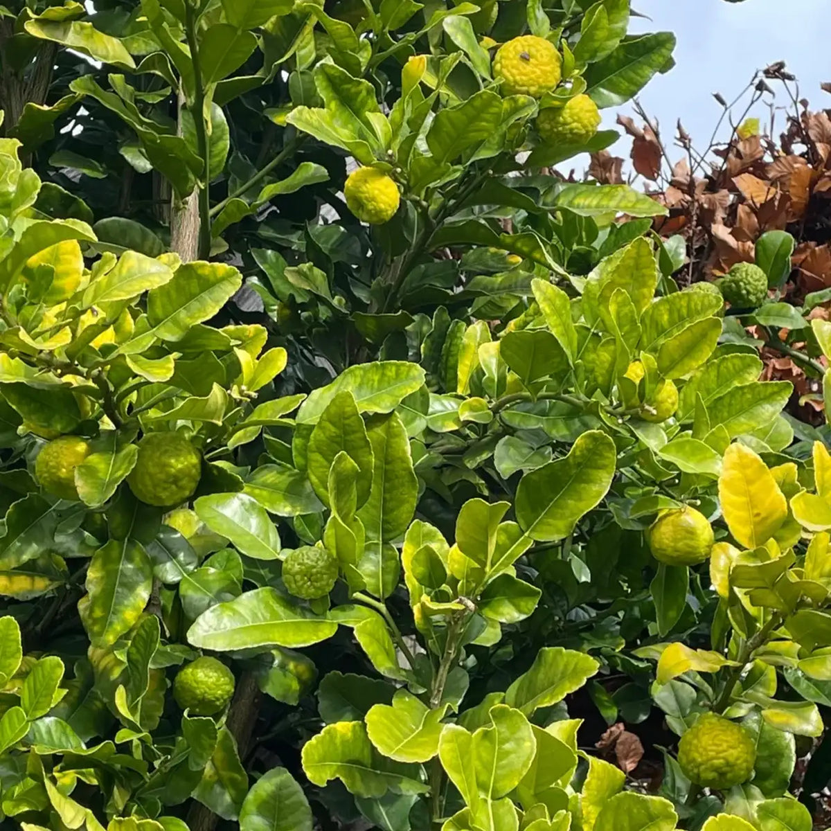 Thai Kaffir Lime Fruit Seeds
