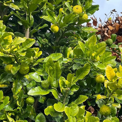 Thai Kaffir Lime Fruit Seeds