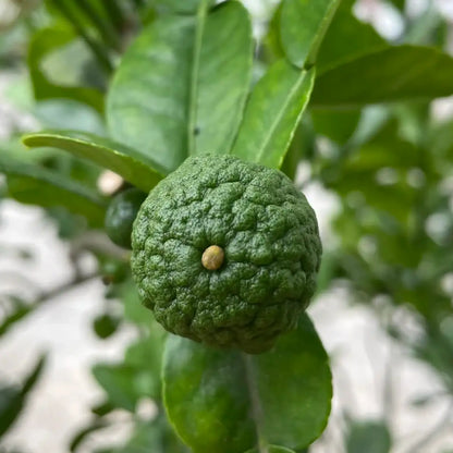Thai Kaffir Lime Fruit Seeds