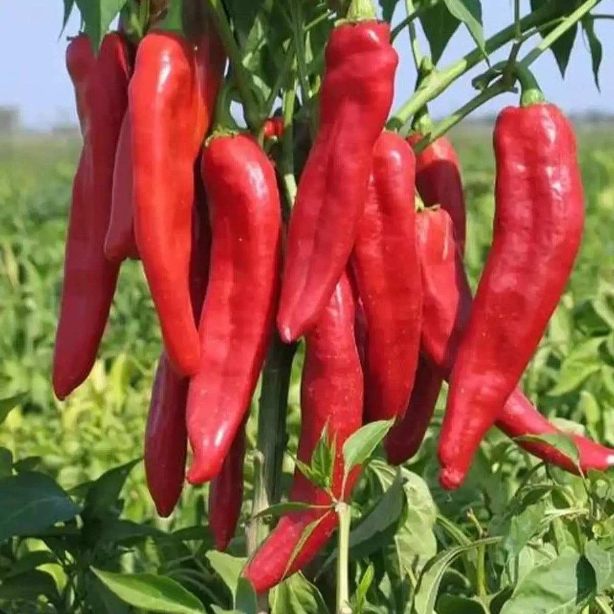 Thai Dragon Heirloom Chili Pepper Seeds