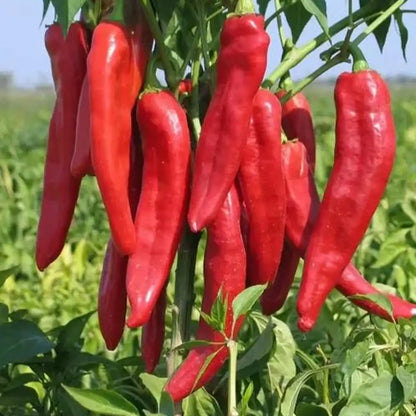 Thai Dragon Heirloom Chili Pepper Seeds
