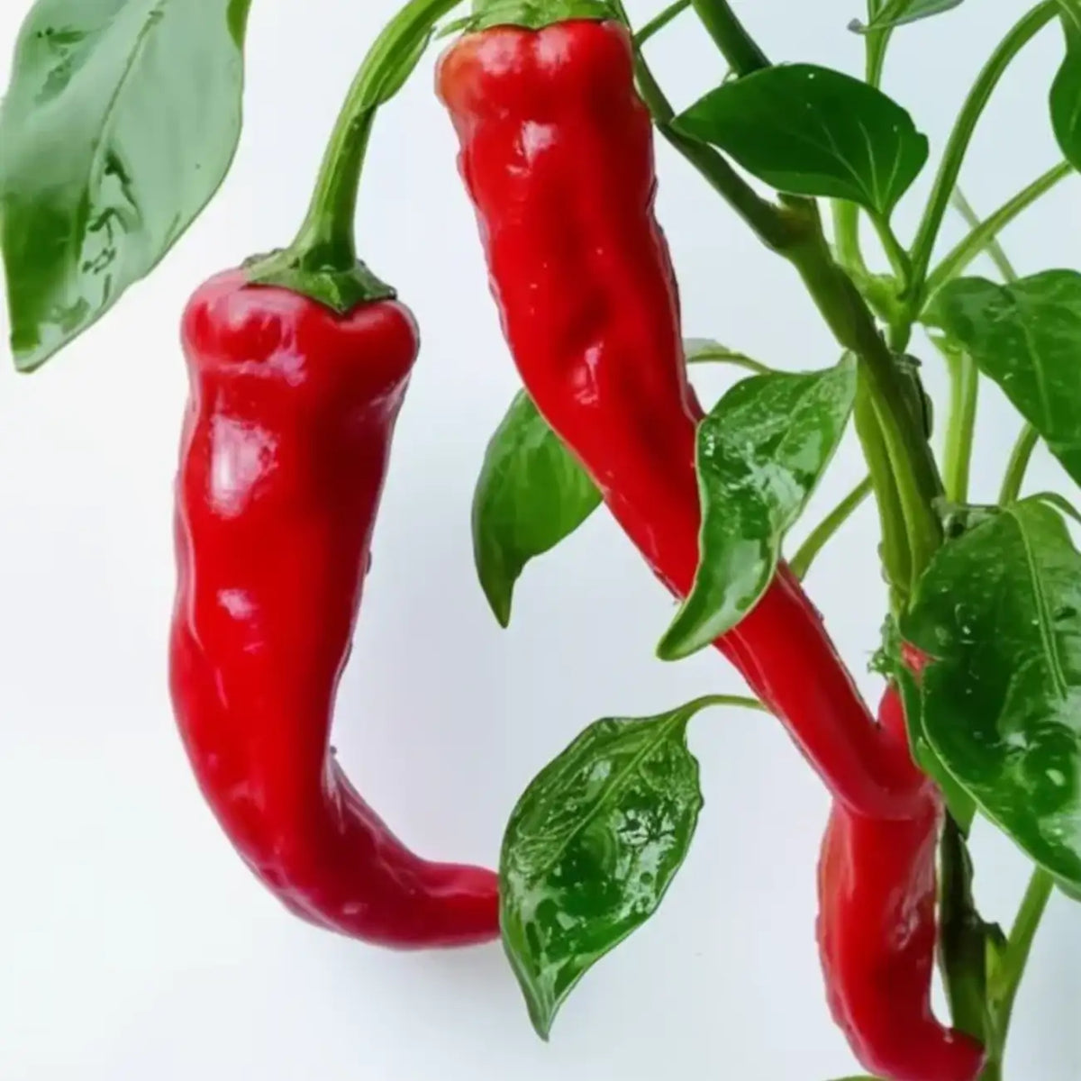 Thai Dragon Heirloom Chili Pepper Seeds