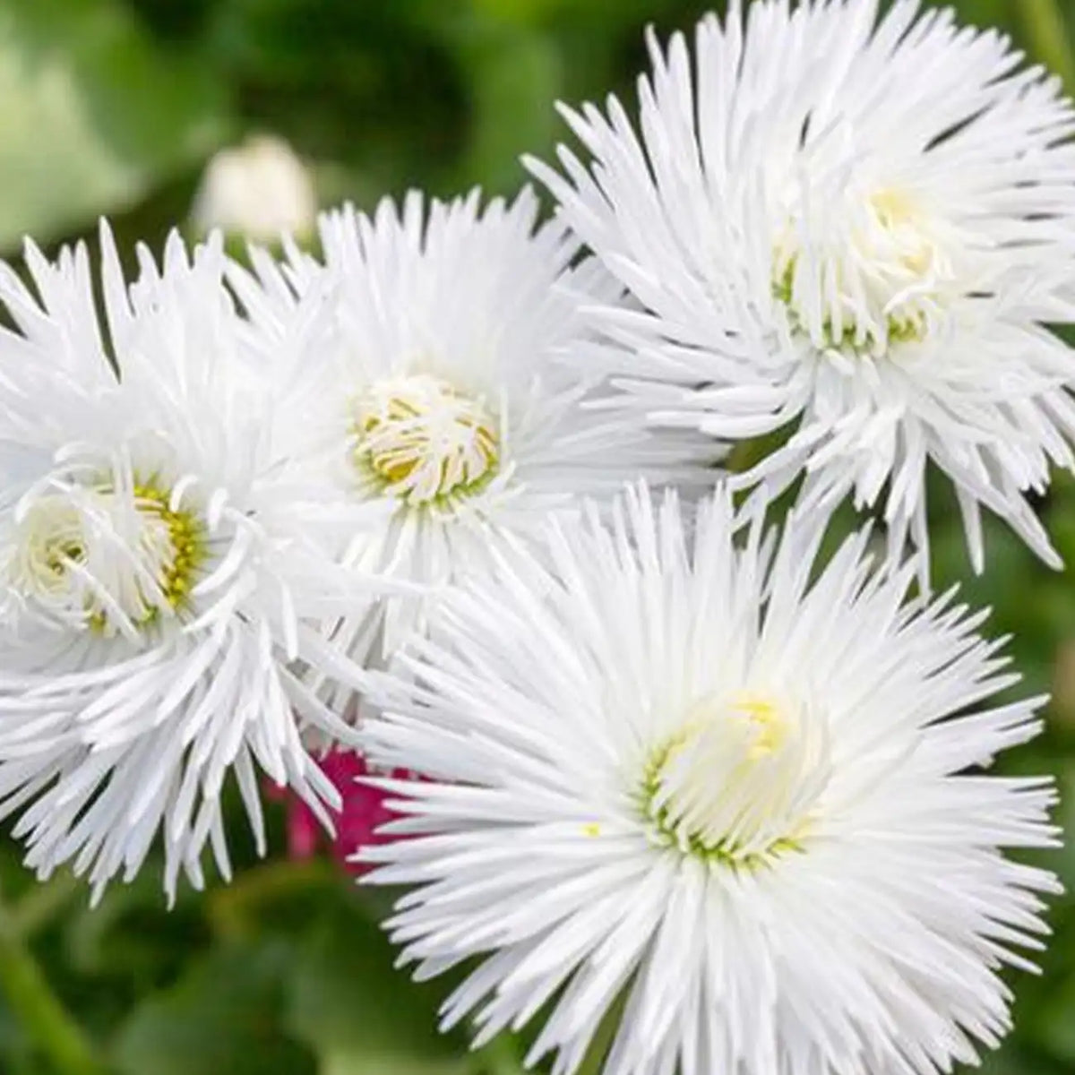 The Bride Cornflower Seeds